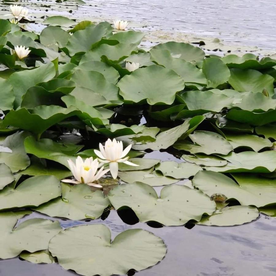 Pensiunea Iubire De Delta " La Traian " Murighiol Ngoại thất bức ảnh